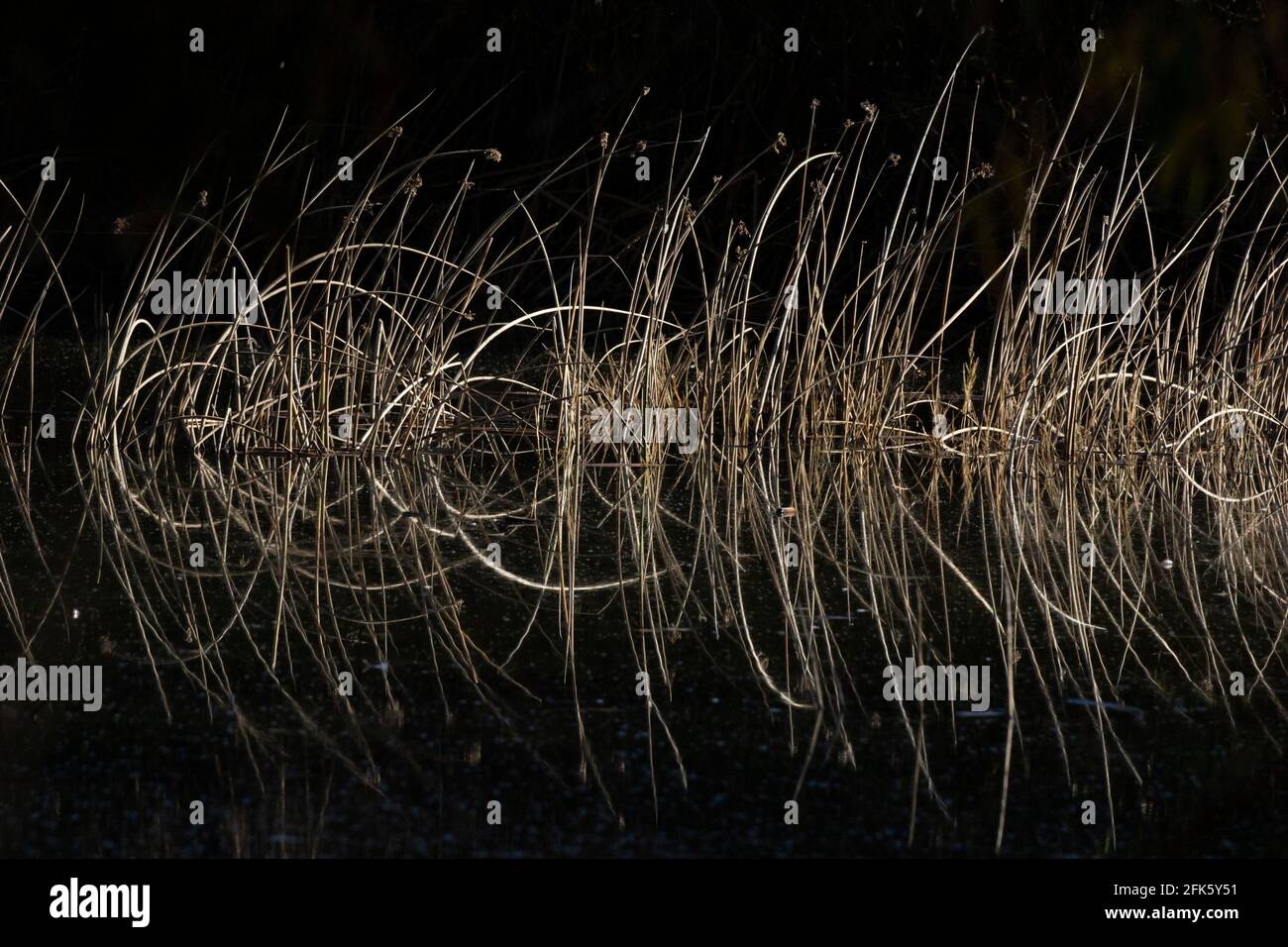 Hardstem Bulrush patterns, Scirpus robustus, winter, wetland, San Joaquin Valley, San Luis National Wildlife Refuge, Merced County, California Stock Photo