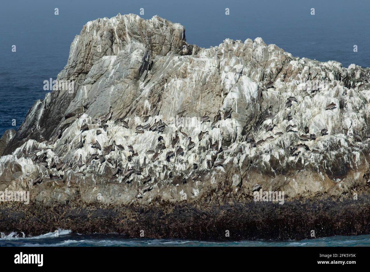 Brown Pelican Nesting Colony, Pelecanus occidentalis, Point Lobos State Reserve, Bird Island  Hiking Trail, Monterey County, California Stock Photo