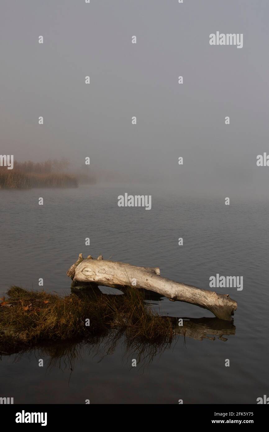Shoreline log, fog, San Luis Reservoir State Recreation Area, San Joaquin Valley, O'Neill Forebay, Santa Nella, Merced County, California Stock Photo