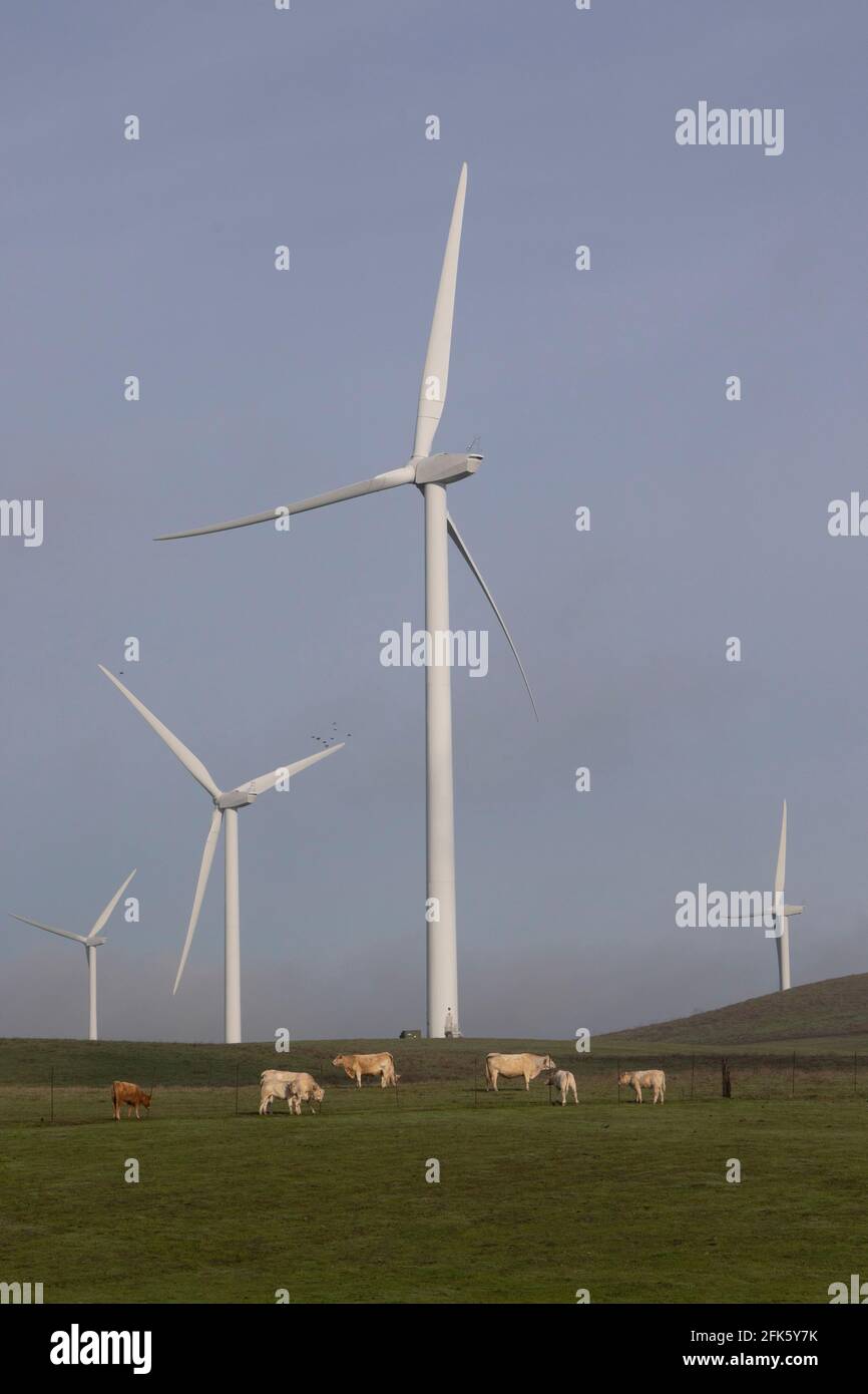 wind-turbines-cattle-green-energy-climate-change-central-valley