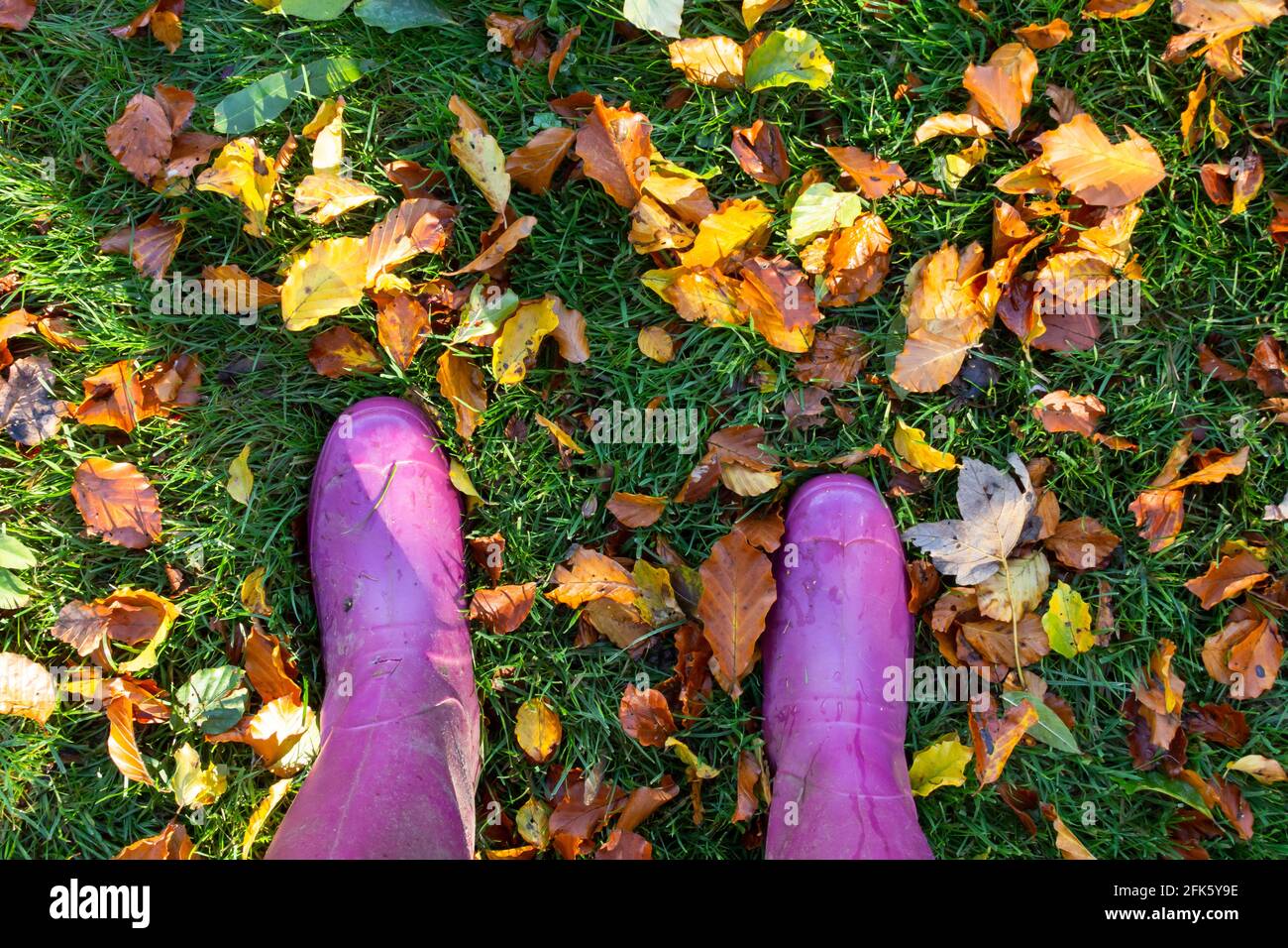 Feet wearing pink wellingtons standing on grass covered with fallen autumn leaves in Yorkshire, England. Stock Photo