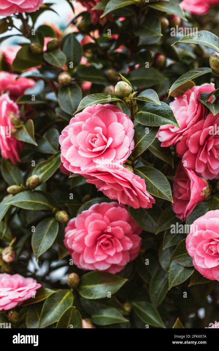 Beautiful pink camellia in a spring garden. Stock Photo