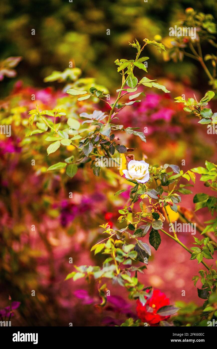 Jasmine twig with beautiful flowers on black background Stock Photo
