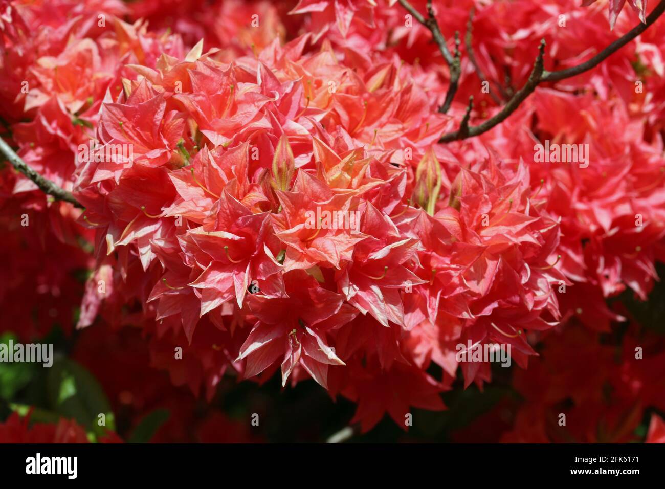 Red tinged with orange Rhododendron flower head with a dark blurred background of leaves and flowers. Stock Photo