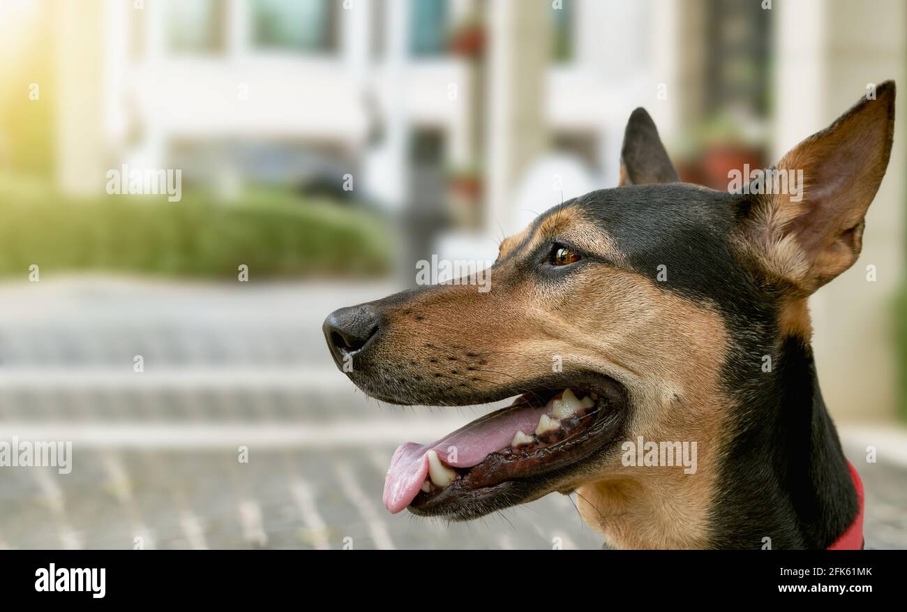 Rottweiler Mongrel High Resolution Stock Photography And Images Alamy