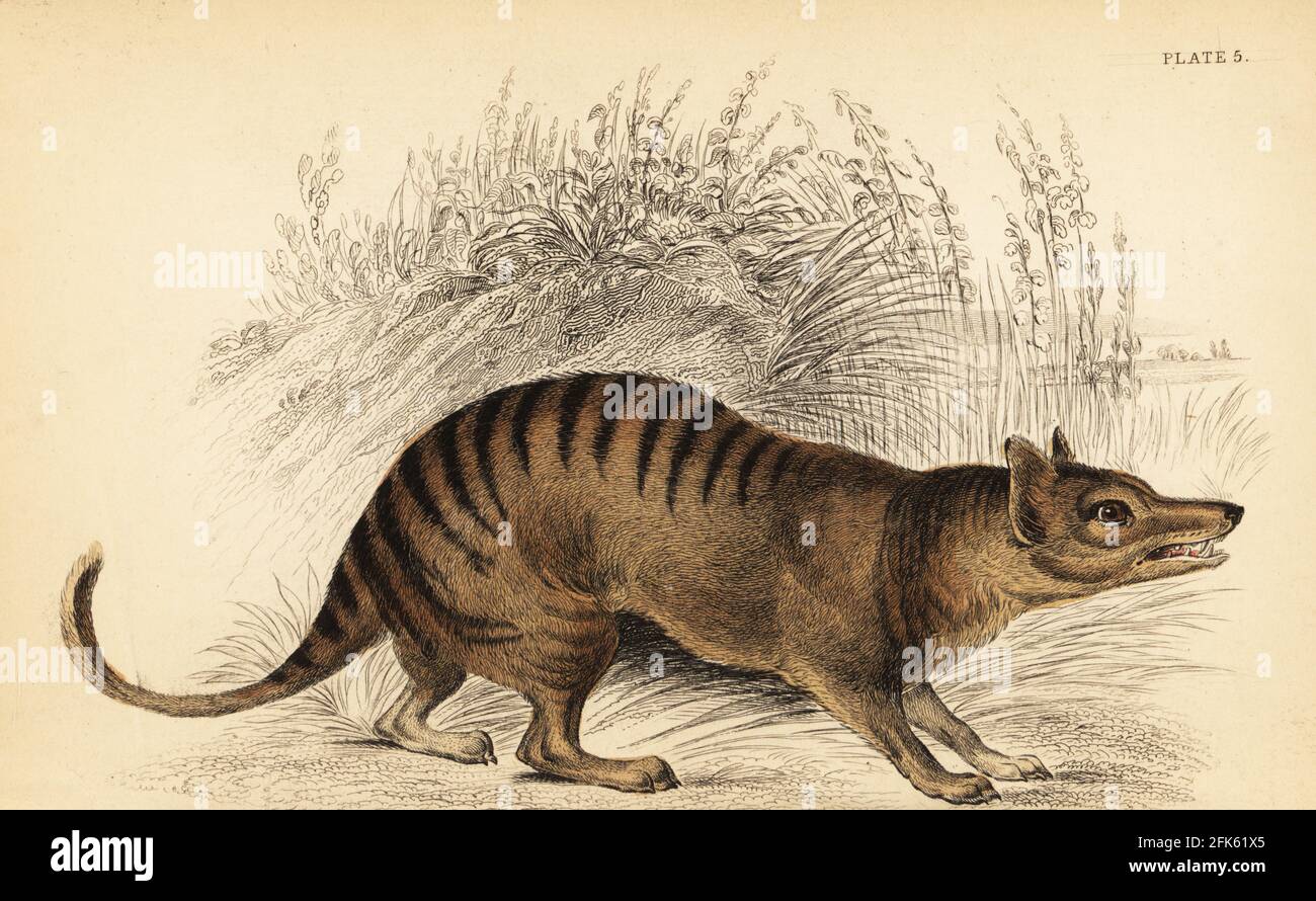 Tasmanian tiger or thylacine, Thylacinus cynocephalus. Extinct. Handcoloured steel engraving by Lizars after an illustration by George Robert Waterhouse from his Marsupialia or Pouched Animals, Volume XI of the Naturalist’s Library, W. H. Lizars, Edinburgh, 1841. Waterhouse (1810-1888) was curator at the Zoological Society of London’s museum. Stock Photo