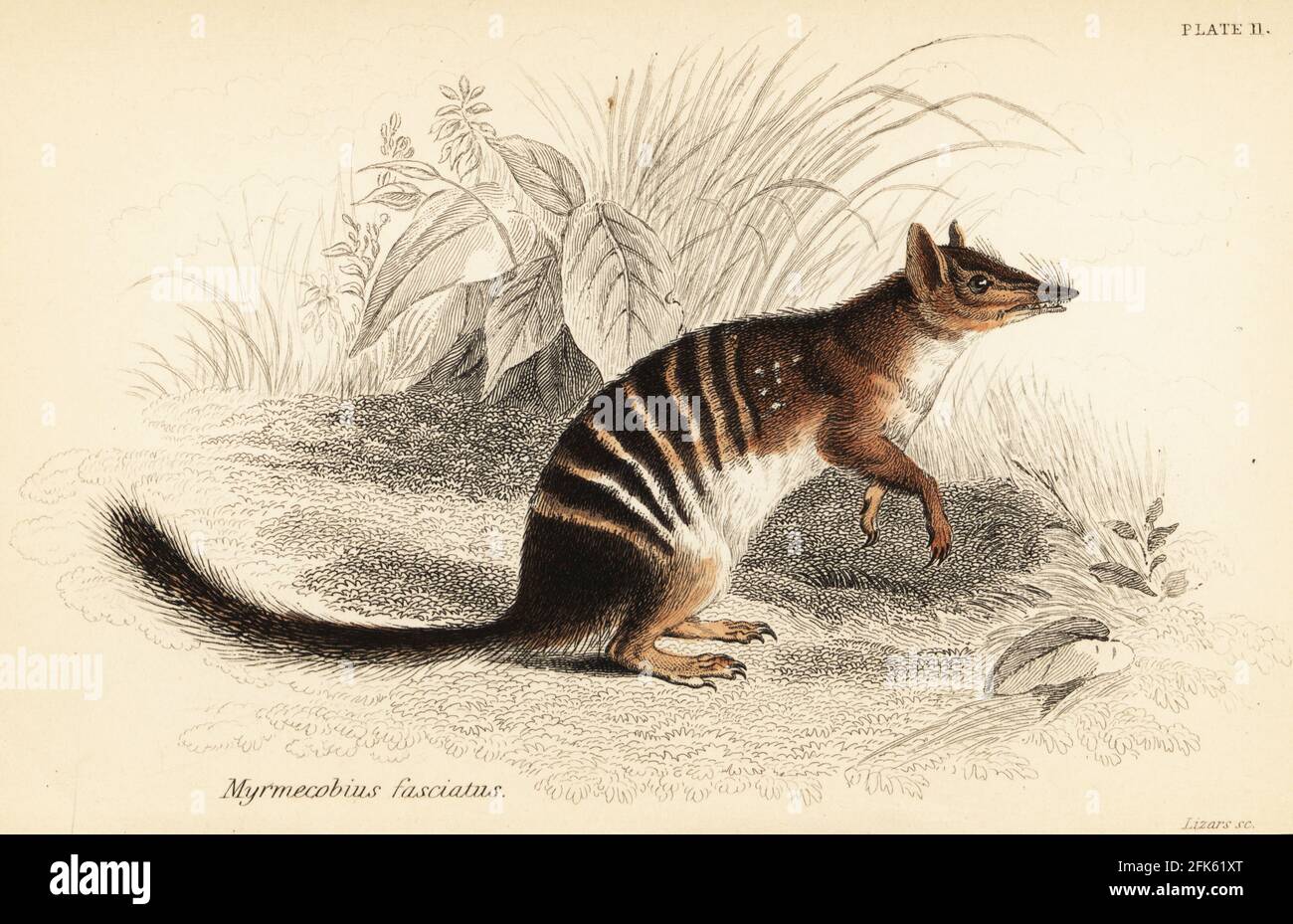 Noombat High Resolution Stock Photography And Images Alamy