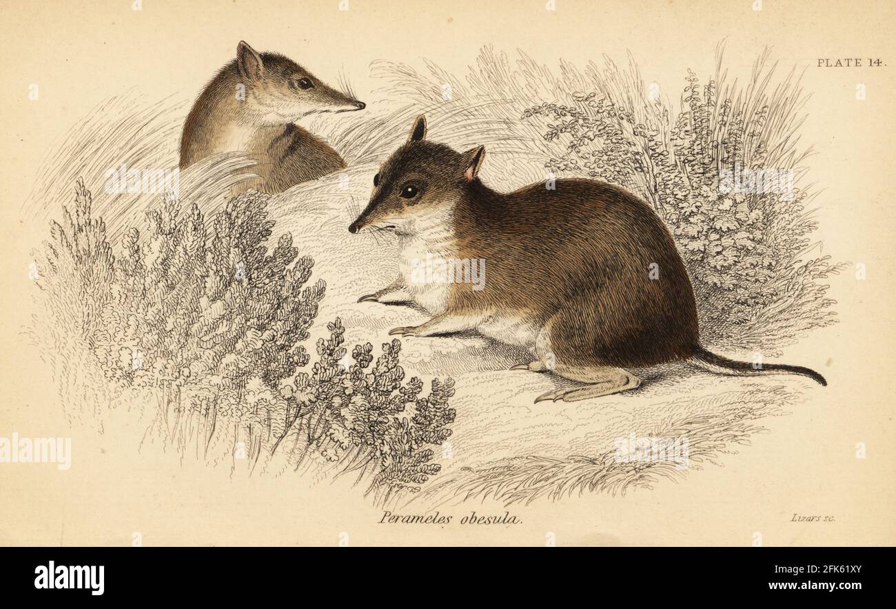 Southern brown bandicoot, Isoodon obesulus. Endangered. Short-nosed perameles, Perameles obesula. Handcoloured steel engraving by Lizars after an illustration by George Robert Waterhouse from his Marsupialia or Pouched Animals, Volume XI of the Naturalist’s Library, W. H. Lizars, Edinburgh, 1841. Waterhouse (1810-1888) was curator at the Zoological Society of London’s museum. Stock Photo