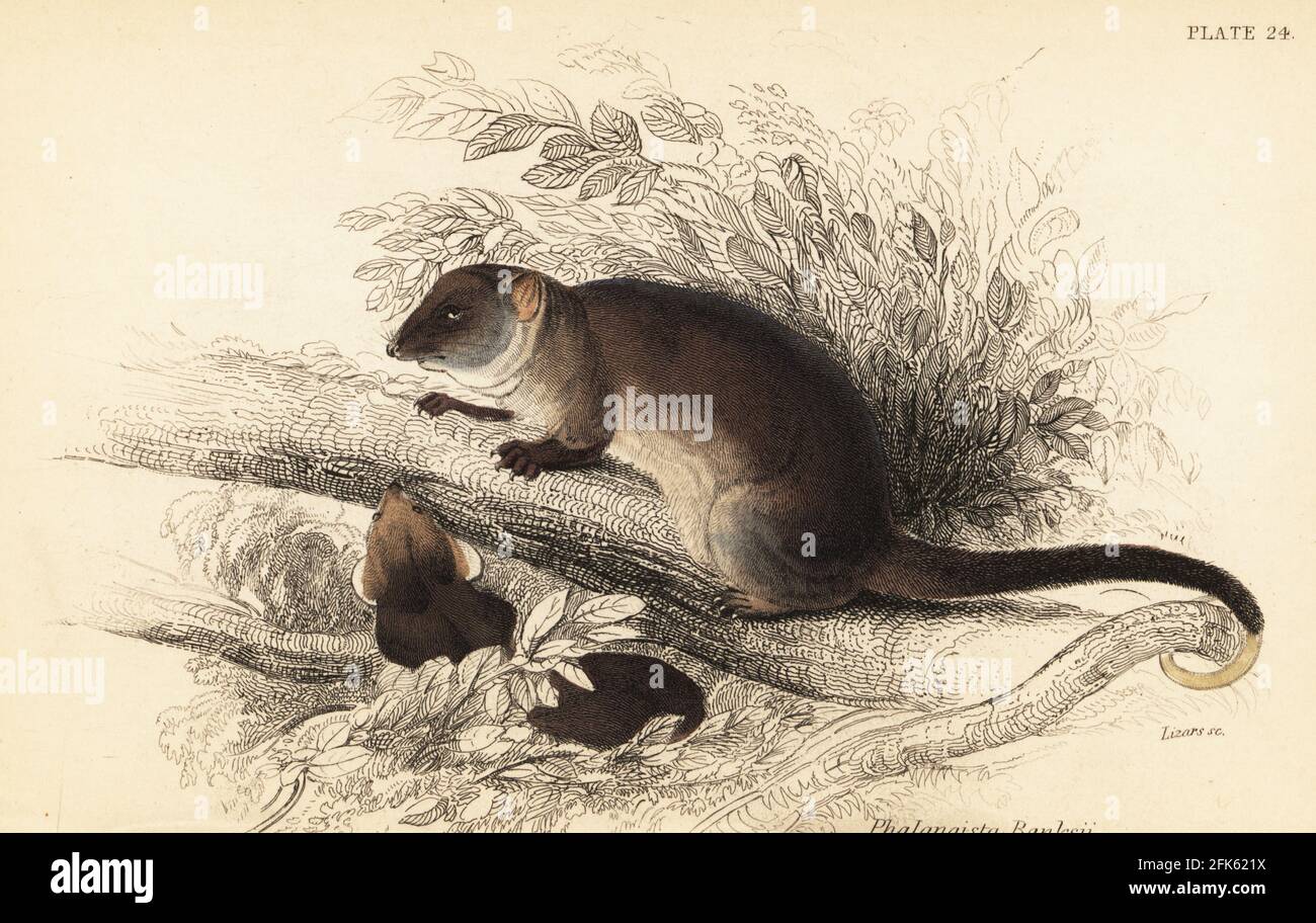 Common ringtail possum, Pseudocheirus peregrinus. Cook's phalanger, Phalangista cookii (Phalangista banksii on engraving). Handcoloured steel engraving by Lizars after an illustration by George Robert Waterhouse from his Marsupialia or Pouched Animals, Volume XI of the Naturalist’s Library, W. H. Lizars, Edinburgh, 1841. Waterhouse (1810-1888) was curator at the Zoological Society of London’s museum. Stock Photo