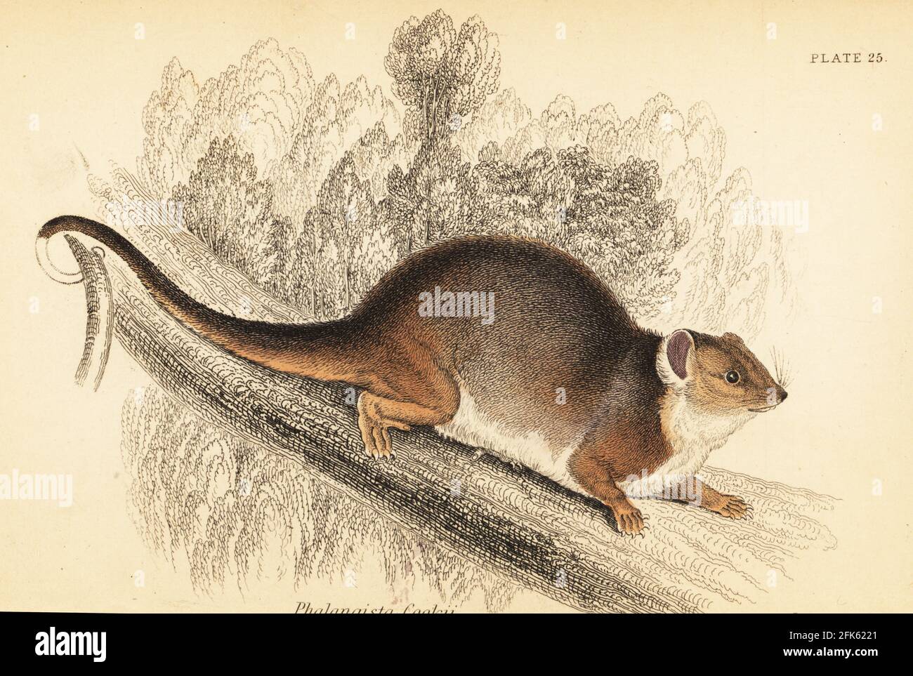 Common ringtail possum, Pseudocheirus peregrinus. Viverrine phalanger, Phalangista viverrina (Phalangista cookii on engraving). Handcoloured steel engraving by Lizars after an illustration by George Robert Waterhouse from his Marsupialia or Pouched Animals, Volume XI of the Naturalist’s Library, W. H. Lizars, Edinburgh, 1841. Waterhouse (1810-1888) was curator at the Zoological Society of London’s museum. Stock Photo