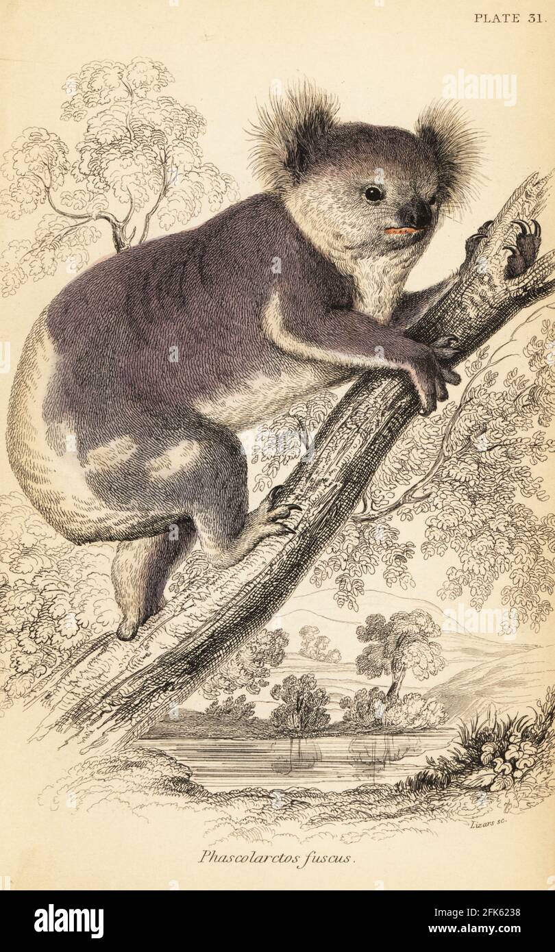 Koala, Phascolarctos cinereus. Phascolarctos fuscus. Handcoloured steel engraving by Lizars after an illustration by George Robert Waterhouse from his Marsupialia or Pouched Animals, Volume XI of the Naturalist’s Library, W. H. Lizars, Edinburgh, 1841. Waterhouse (1810-1888) was curator at the Zoological Society of London’s museum. Stock Photo