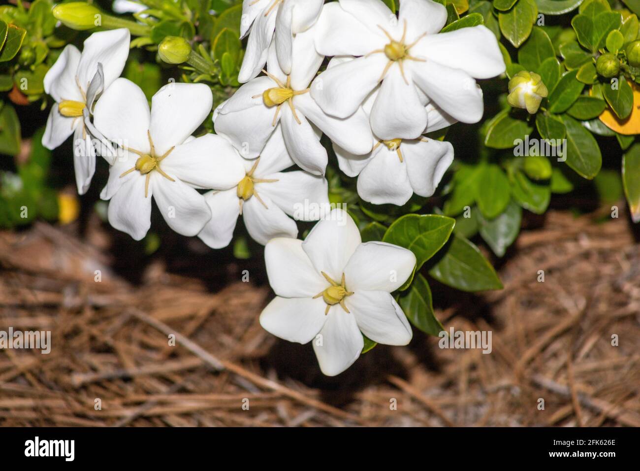 Jasmine is a genus of shrubs and vines in the olive family. It contains