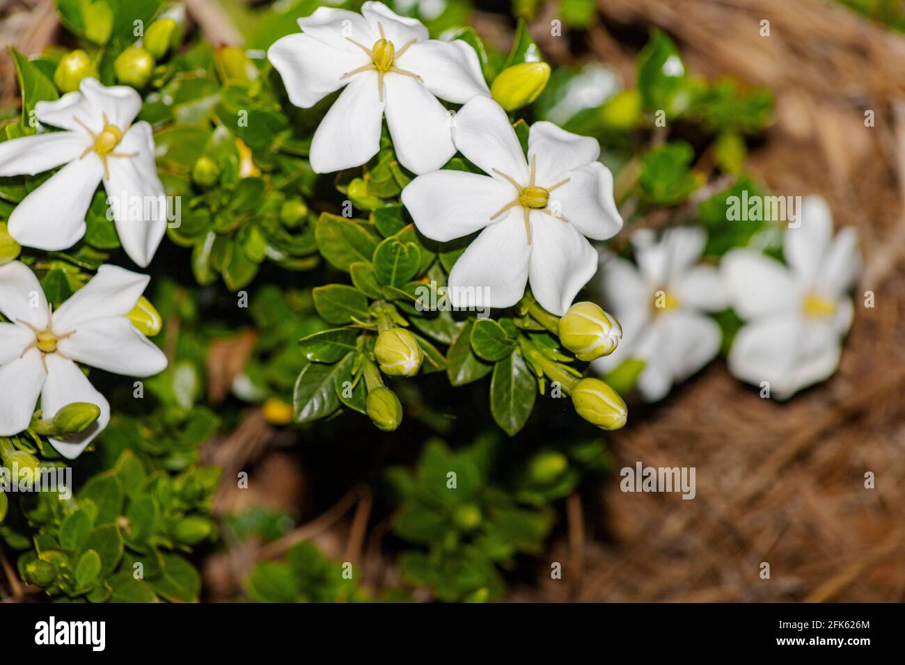 Jasmine is a genus of shrubs and vines in the olive family. It contains