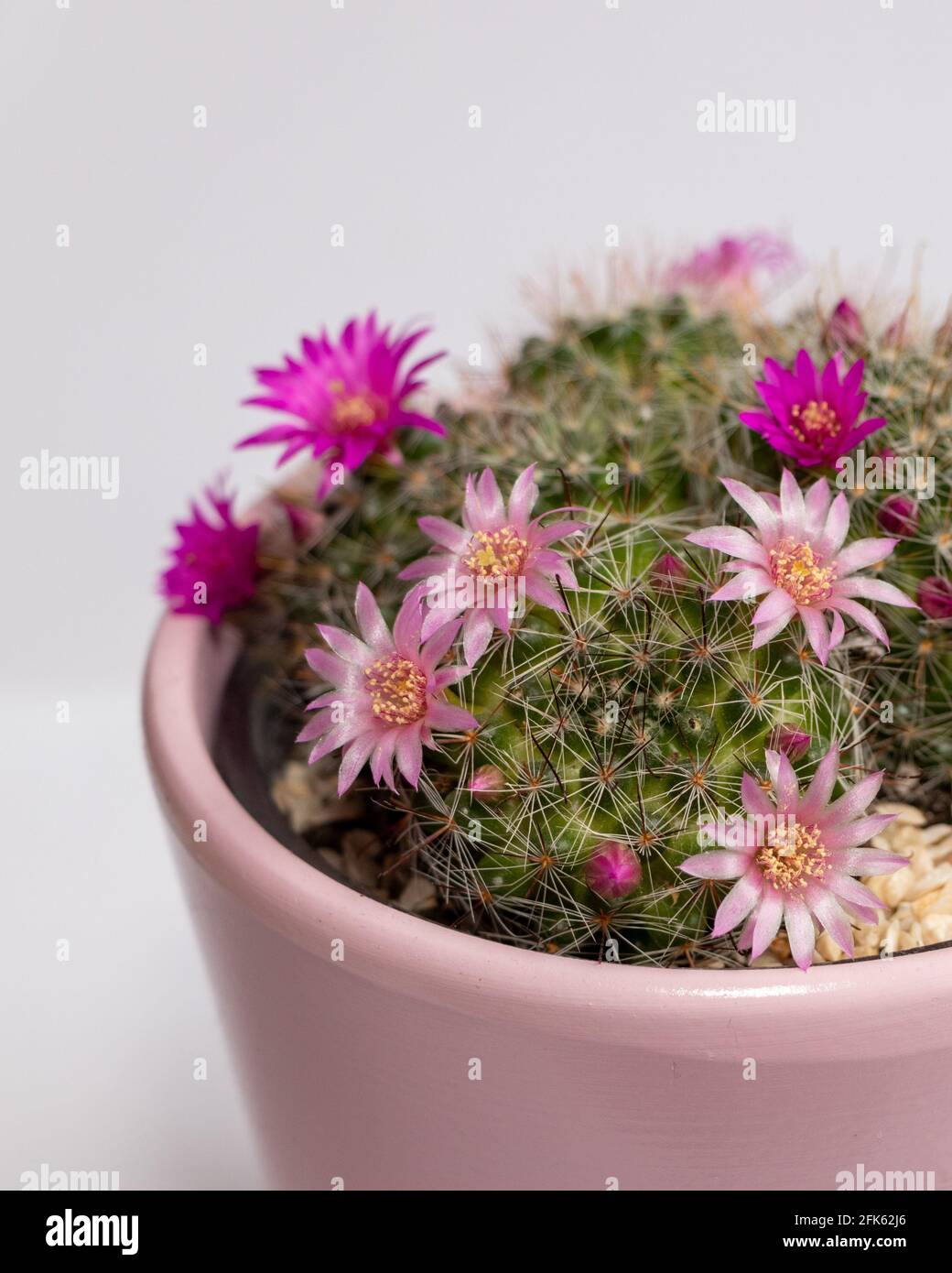 Blooming mamillaria cactus flower in clay pot on white blurred background. Selective focus. Close up. Stock Photo