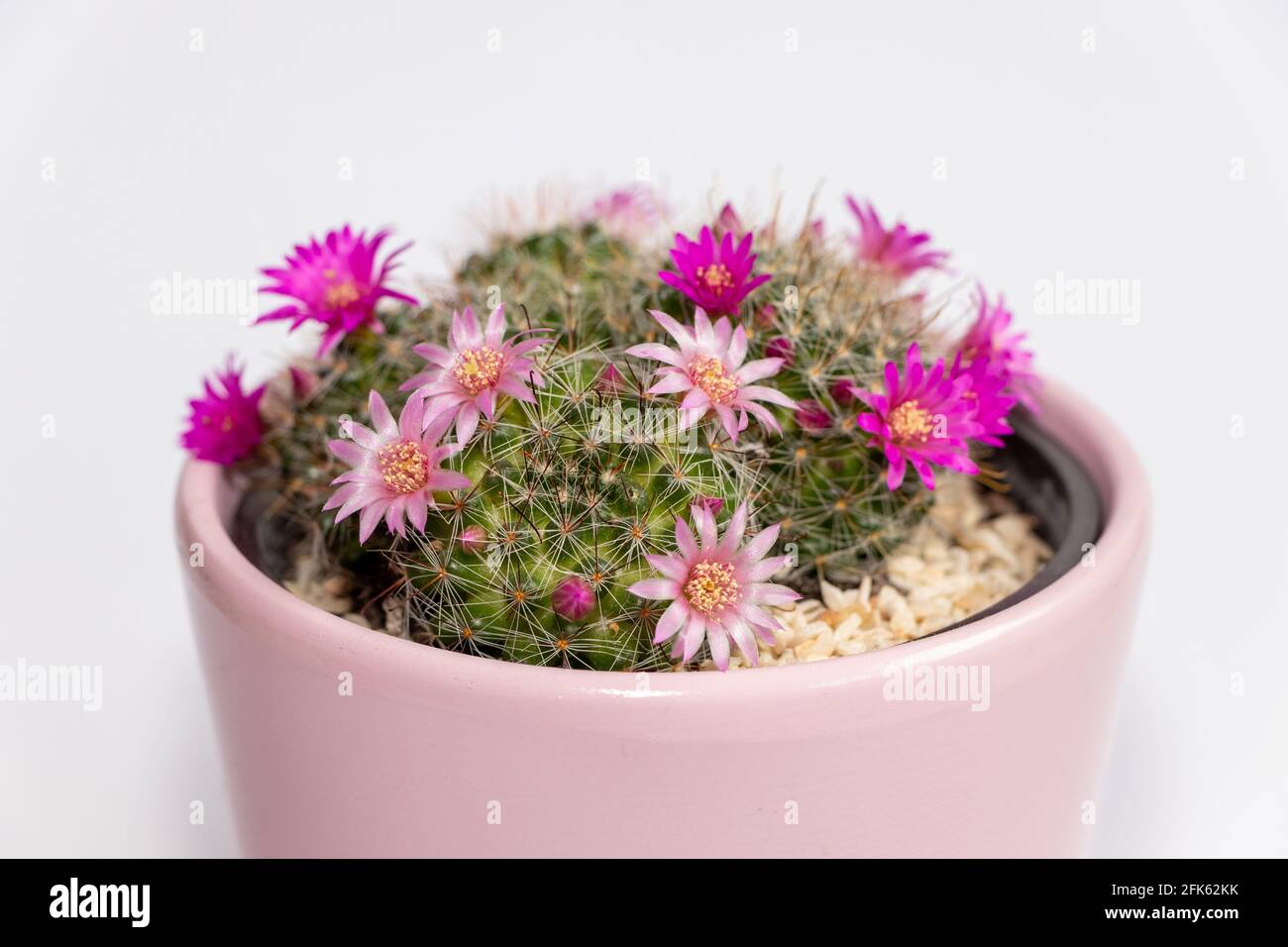 Blooming mamillaria cactus flower in clay pot on white blurred background. Selective focus. Close up. Stock Photo
