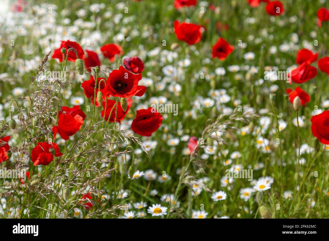 Poppies grow in garden large hi-res stock photography and images - Alamy