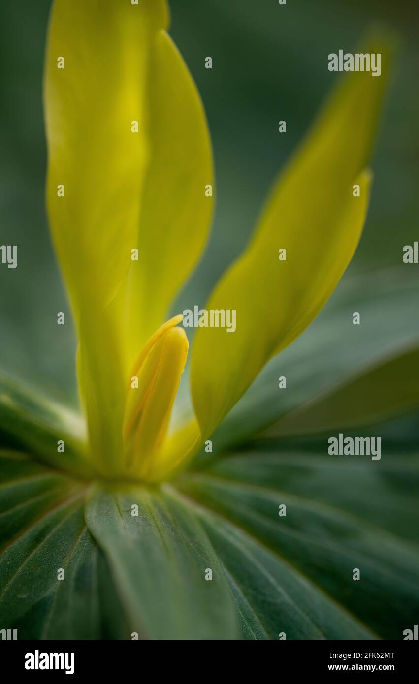 Yellow trillium (Trillium luteum) on forest floor in spring in Virginia. Stock Photo