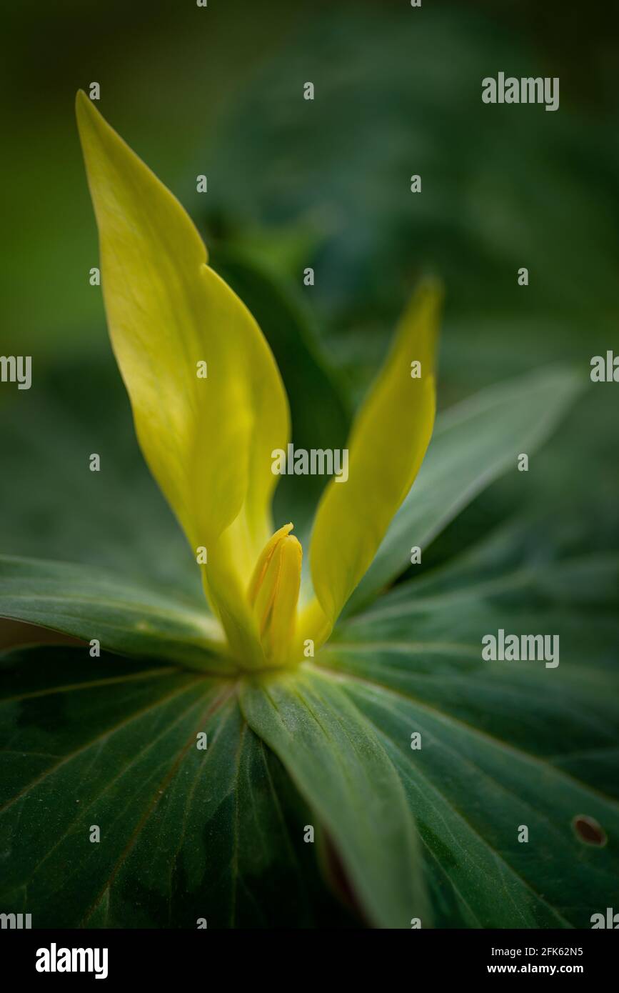 Yellow trillium (Trillium luteum) on forest floor in spring in Virginia. Stock Photo