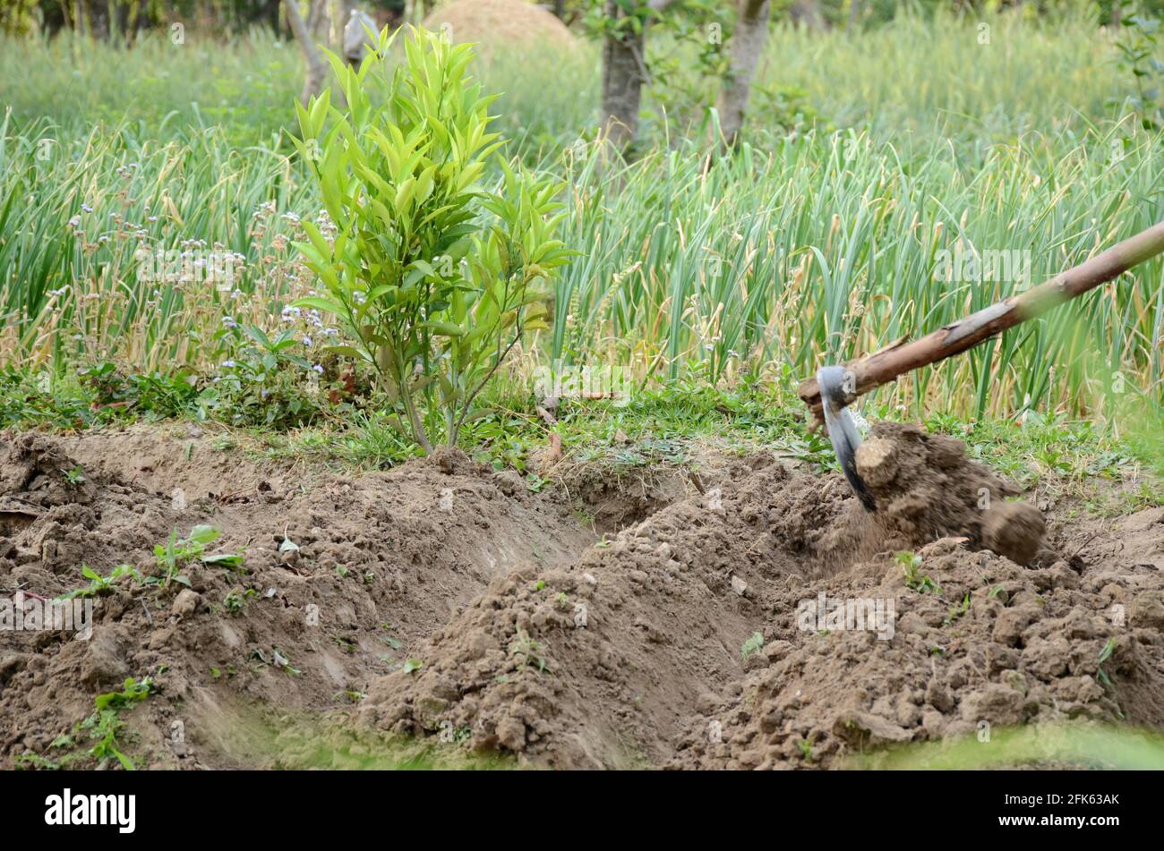 Cultivation of land by a garden rake Stock Photo - Alamy