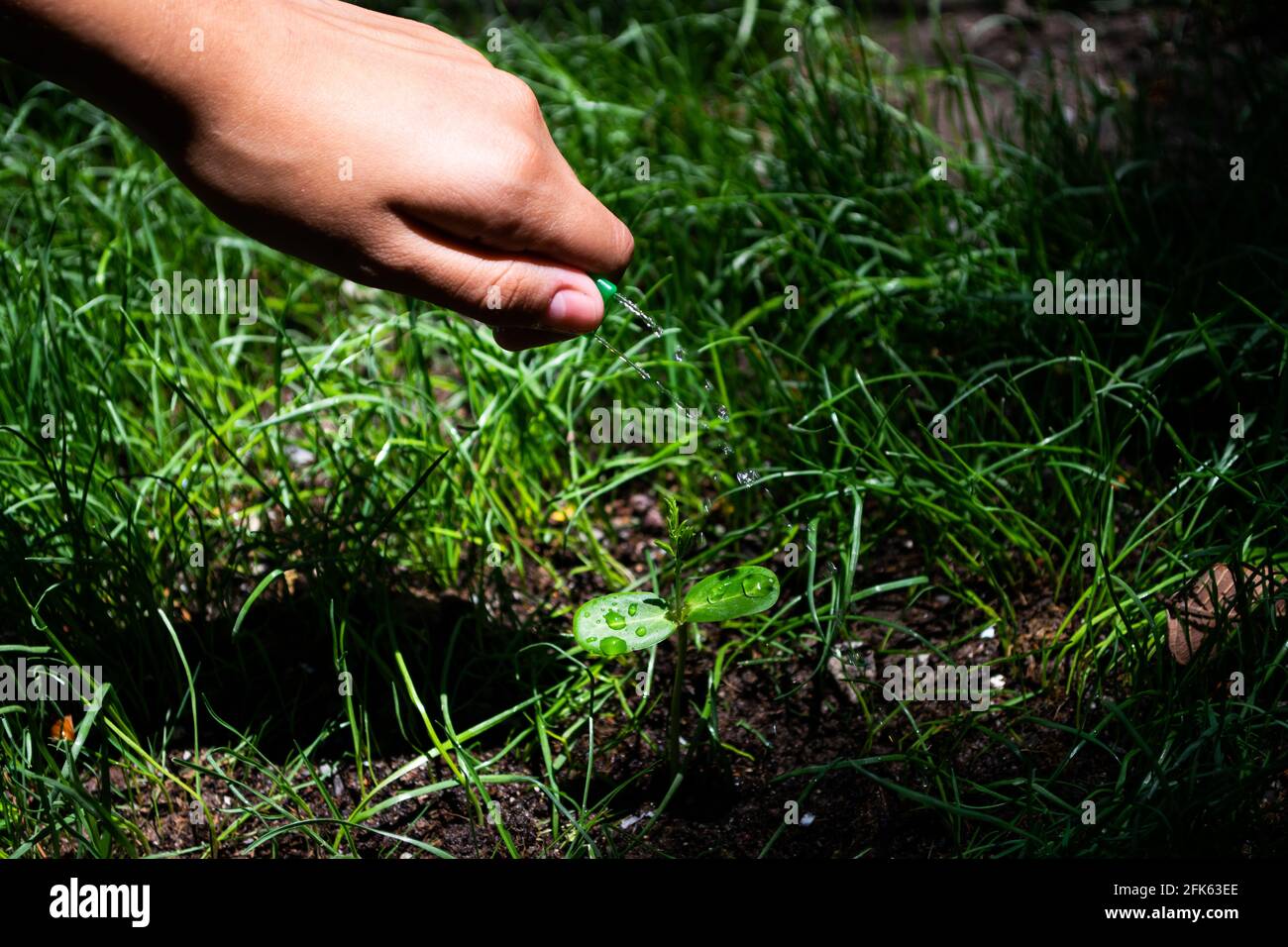 Closeup of fist over a plant seedling on the grassy ground Stock Photo