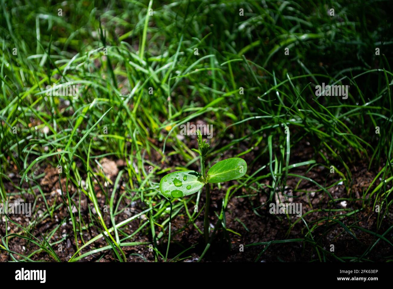 Closeup of plant seedling on the grassy ground Stock Photo