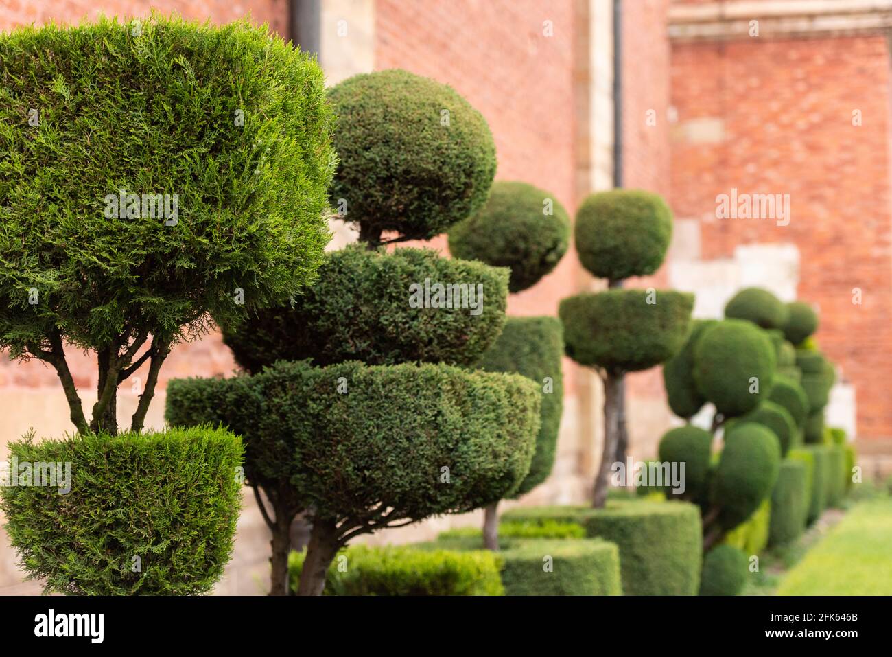 Trimmed thuja bonsai. Different hairstyles for tui planted in a row. Spring thuja that are cared for, but the haircut is for an amateur. Stock Photo
