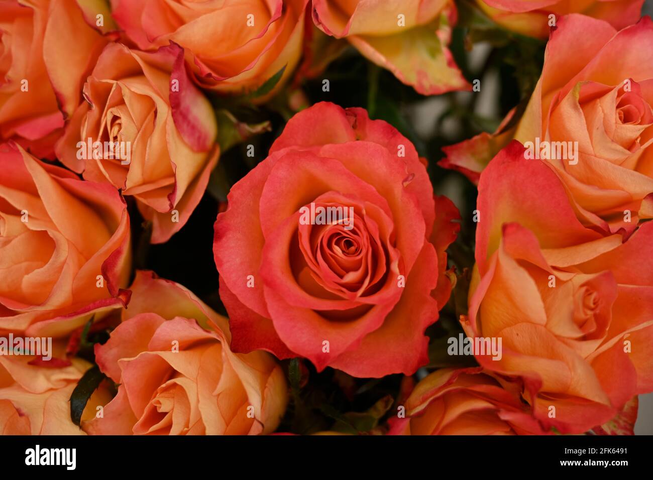 Dozen 12 red roses hi-res stock photography and images - Alamy
