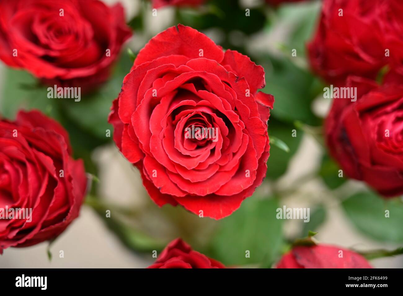12 roses in a vase hi-res stock photography and images - Alamy