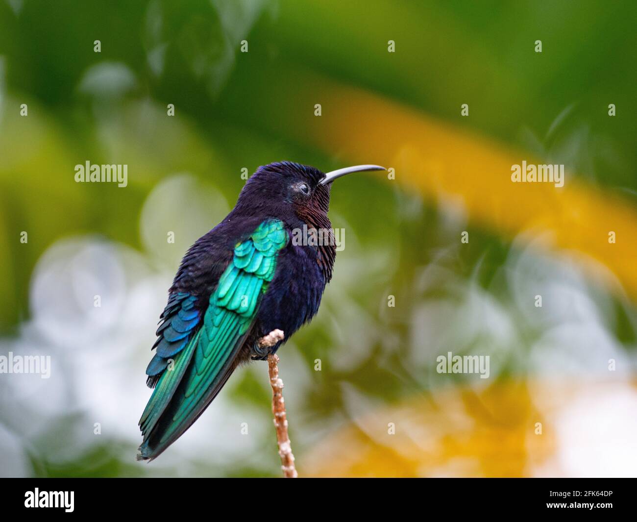 Hummingbird the smallest bird in the world stock photo alamy