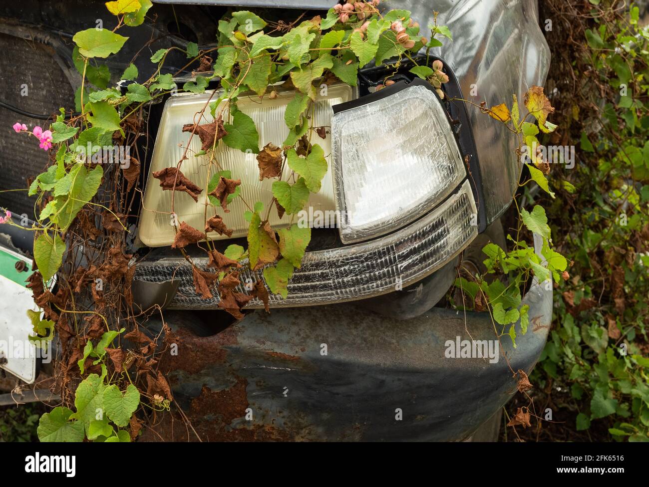 Abandoned wrecked car overgrown with plants, close up. Stock Photo