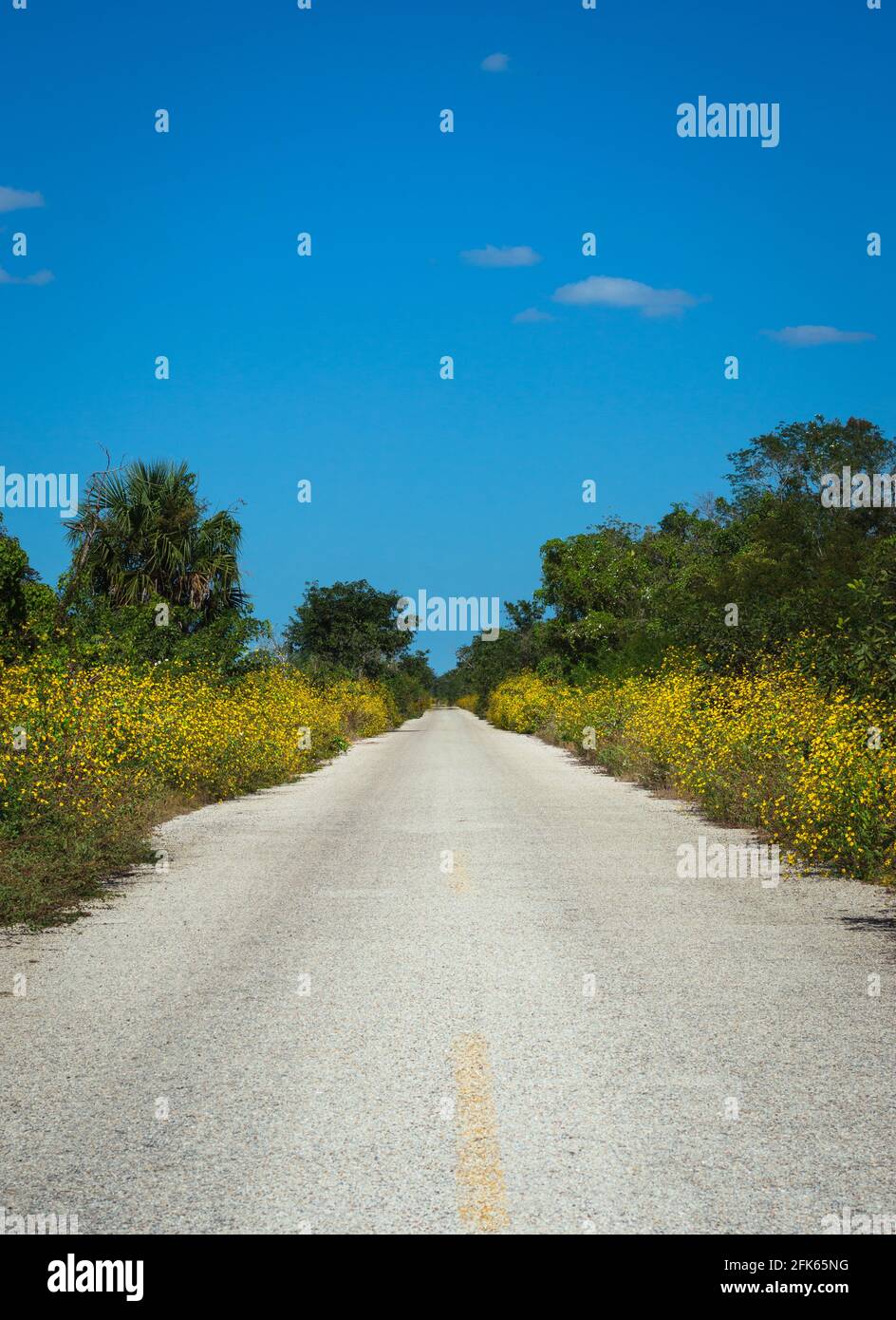 Yellow flowers on a road in Yucatan, Mexico Stock Photo