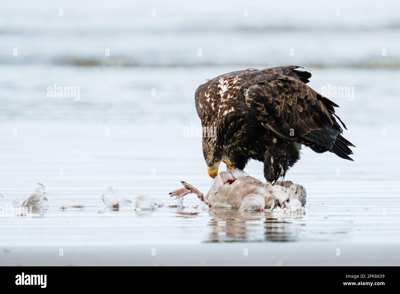 A young bald eagle eating a sea gull on an ocean beach Stock Photo