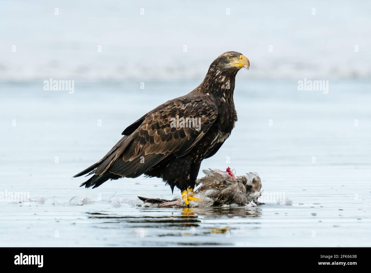 Closeup view of a bald eagle standing on an ocean beach with a gull Stock Photo
