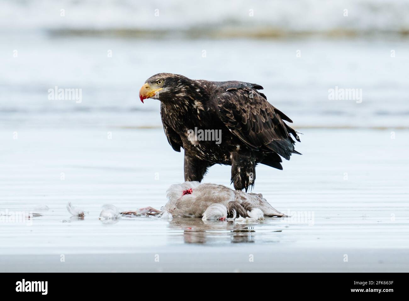Closeup view of a bald eagle with a sea gull on the beach Stock Photo