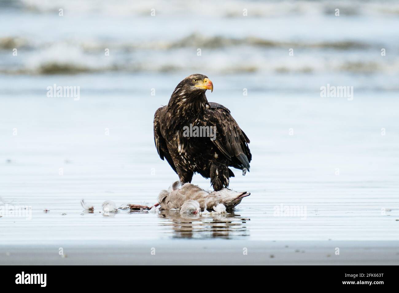 A bald eagle on the beach in Westport, Washington State Stock Photo