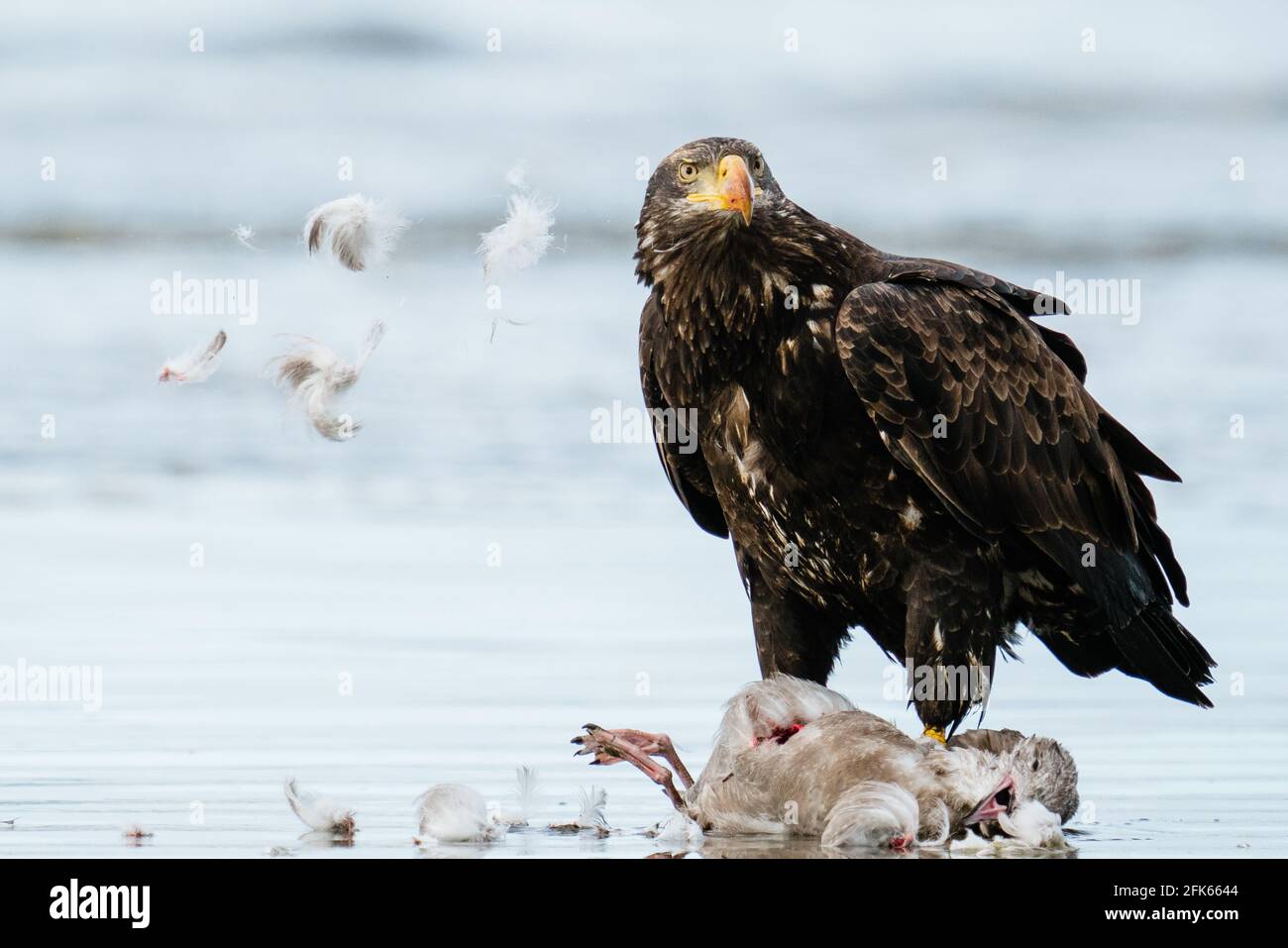 A bald eagle standing over a sea gull on the beach Stock Photo