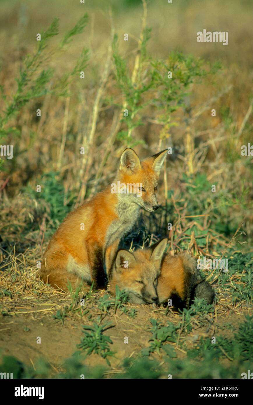 Mother Red Fox and young (Vulpes vulpes) dirty from digging burrow, Barr Lake State Park, Colorado USA. Photo taken in June. Stock Photo