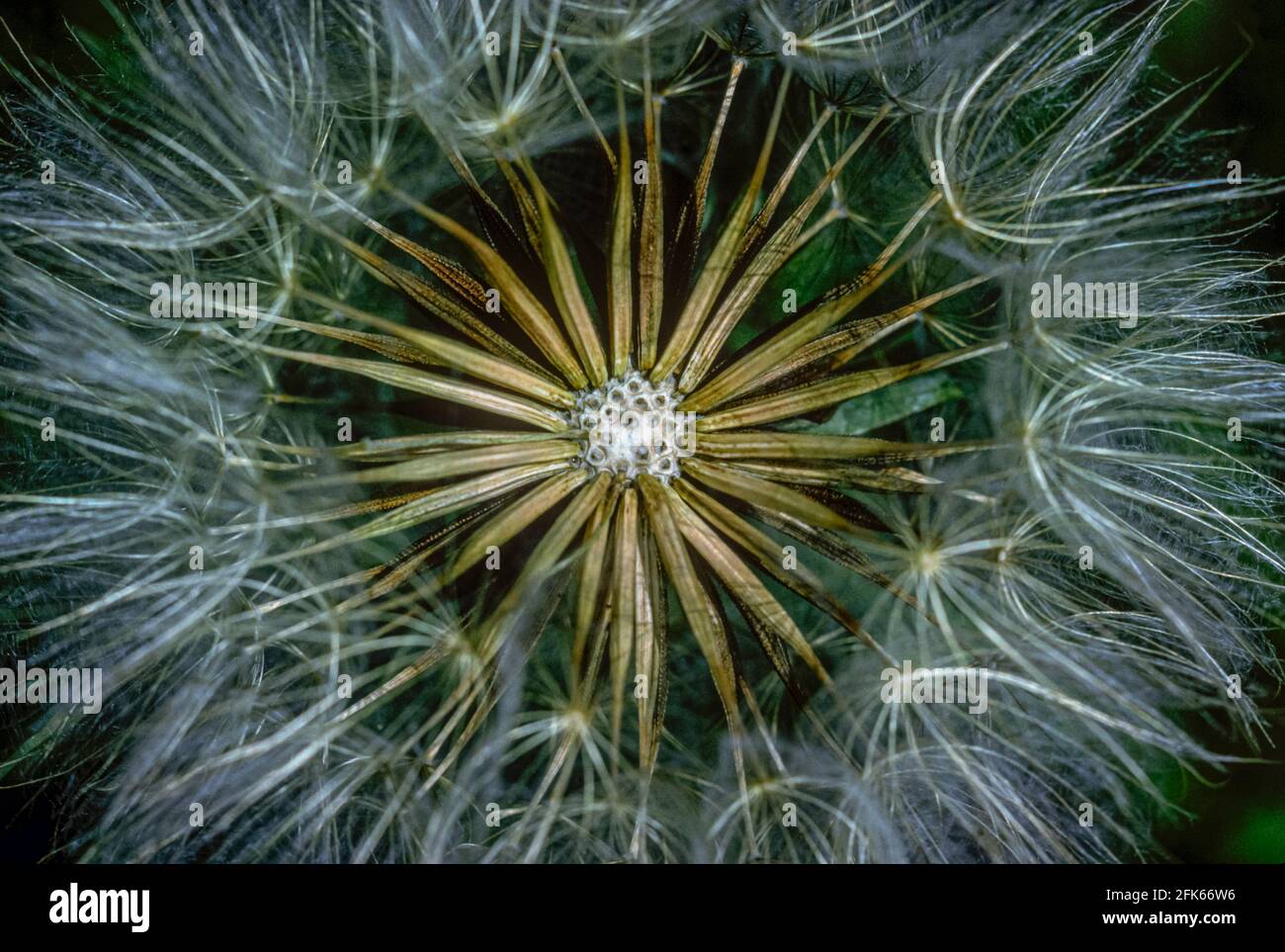 Close up of Goats Beard (tragopogon dubius) interior of seed head, Morrison Colorado USA. Photo taken in June from original Kodachrome transparency. Stock Photo