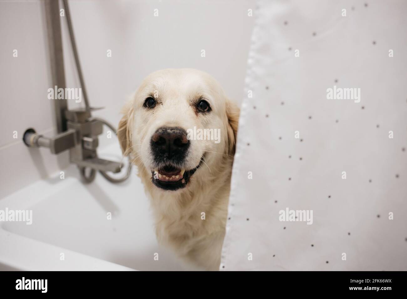 golden retriever bathing in the bathroom Stock Photo Alamy