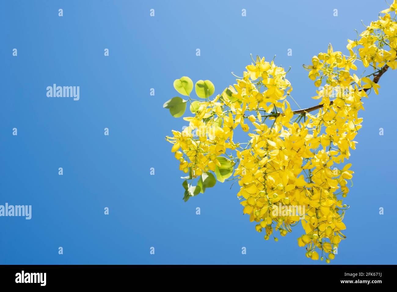 Jasmine flower decoration line Cut Out Stock Images & Pictures - Alamy