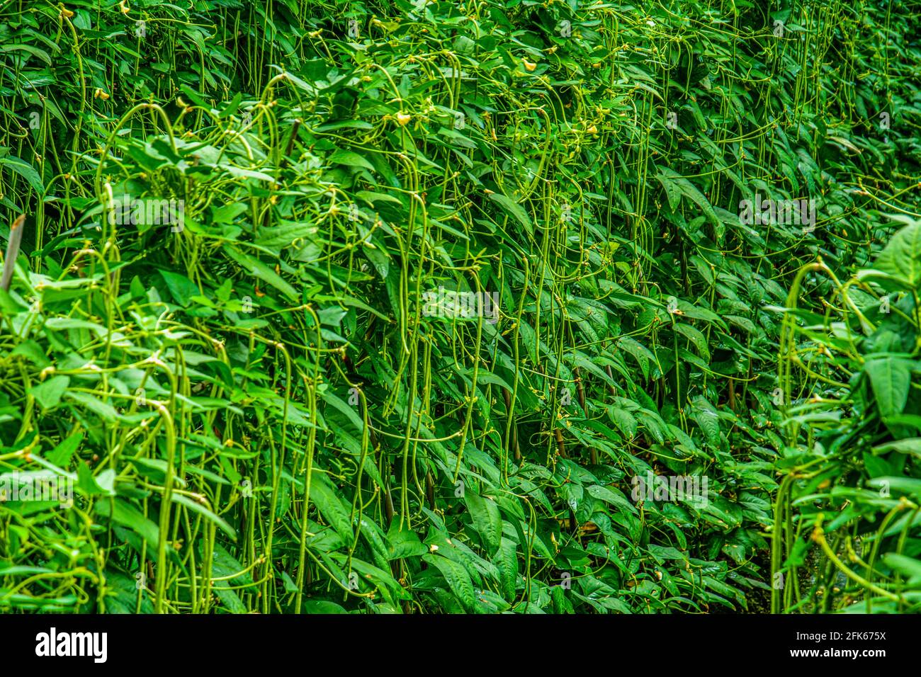 Long bean plant growing in farm Stock Photo Alamy