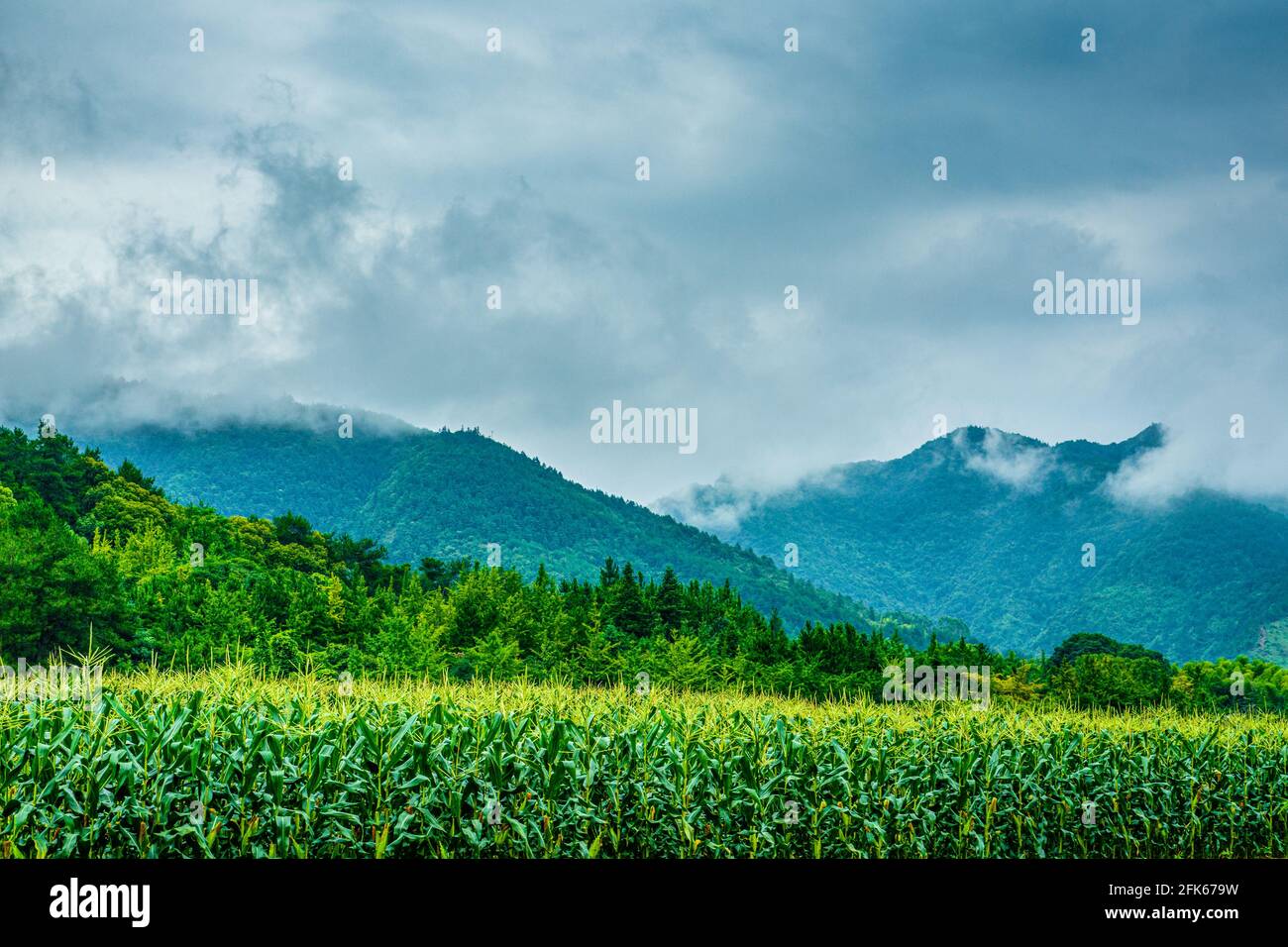 Countryside scenery in summer season Stock Photo