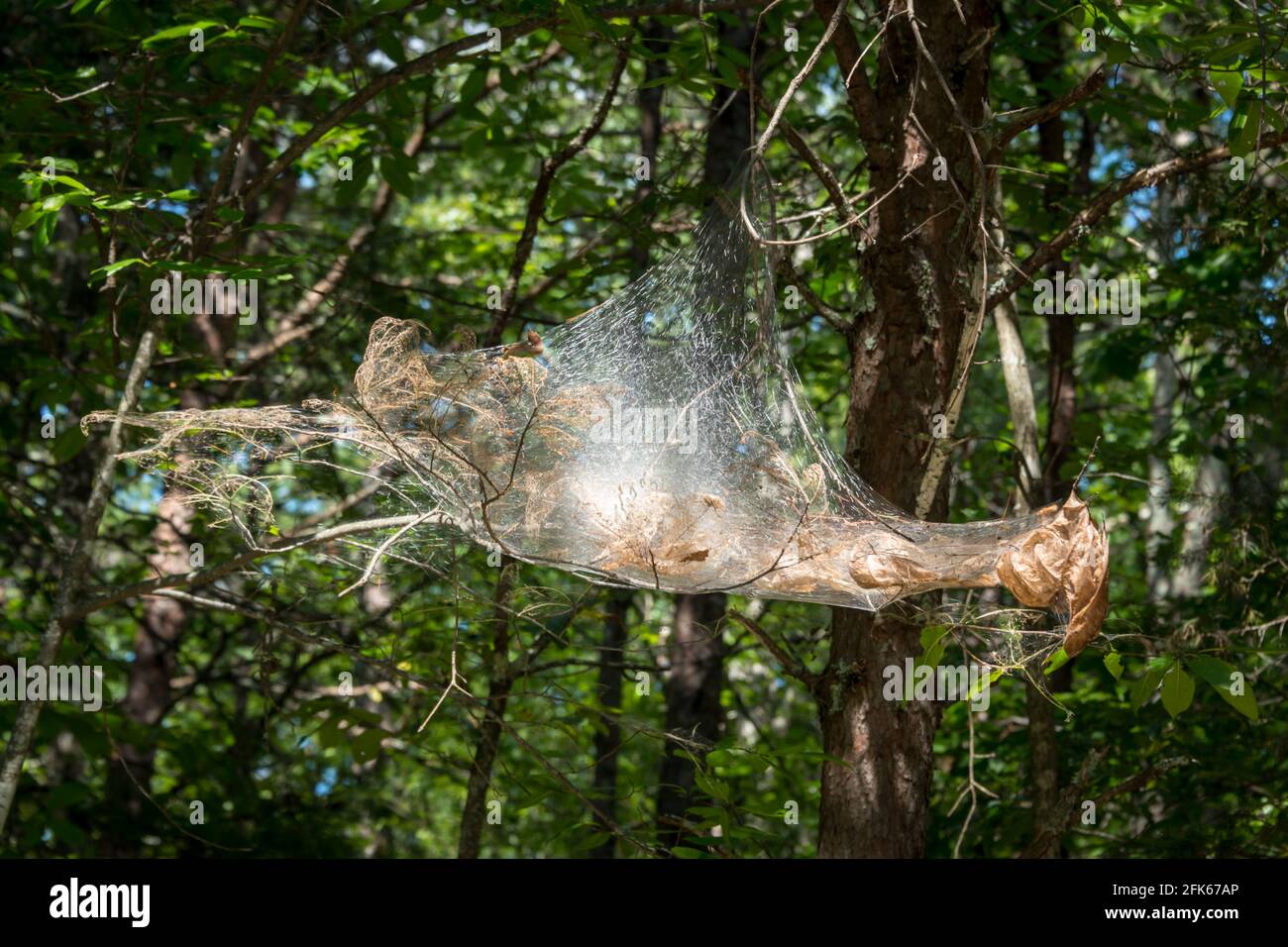 Georgia on My Mind - Sourwood Tree with Caterpillar Tent Stock Photo