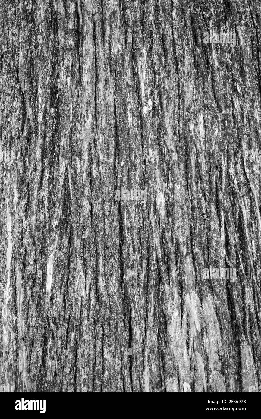 Texture of the old bald cypress tree bark. Natural textured background. Stock Photo