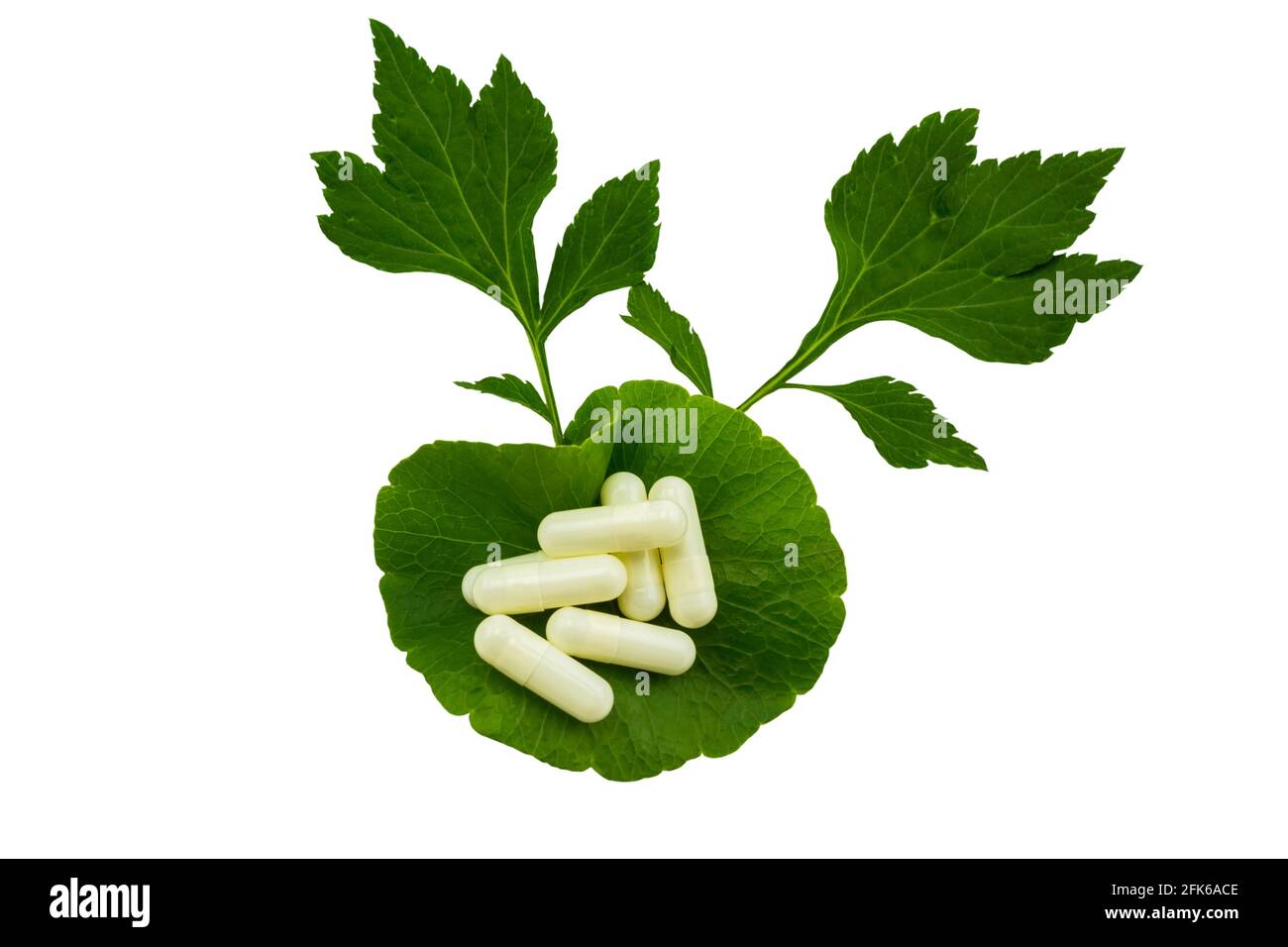 Colorful of pill and green leaf of White mugwort plant (Artemisia lactiflora) with Green Asiatic Pennywort (Centella asiatica ) isolated on white back Stock Photo