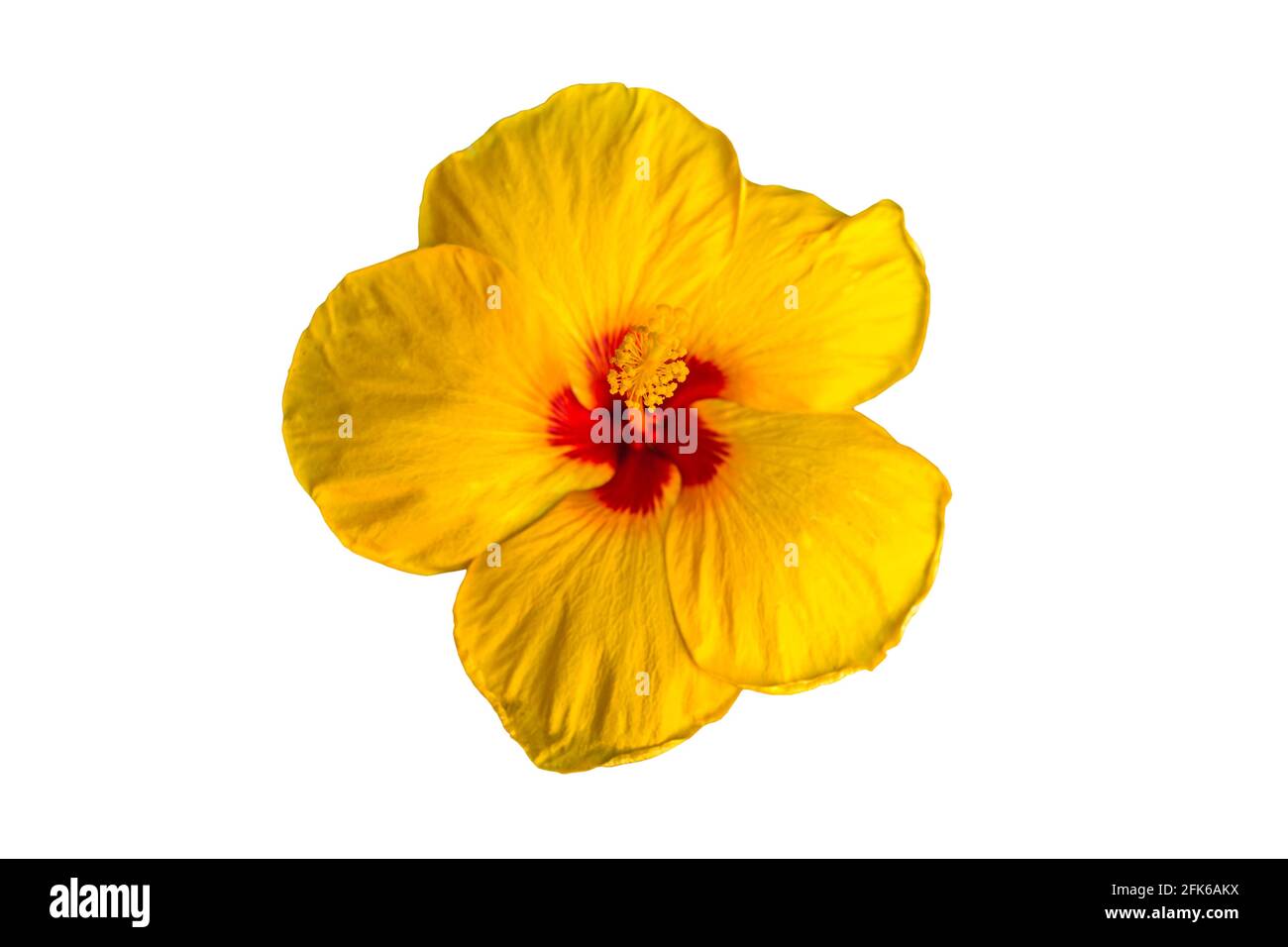 Macro of yellow China Rose flower (Chinese hibiscus ) isolate on white