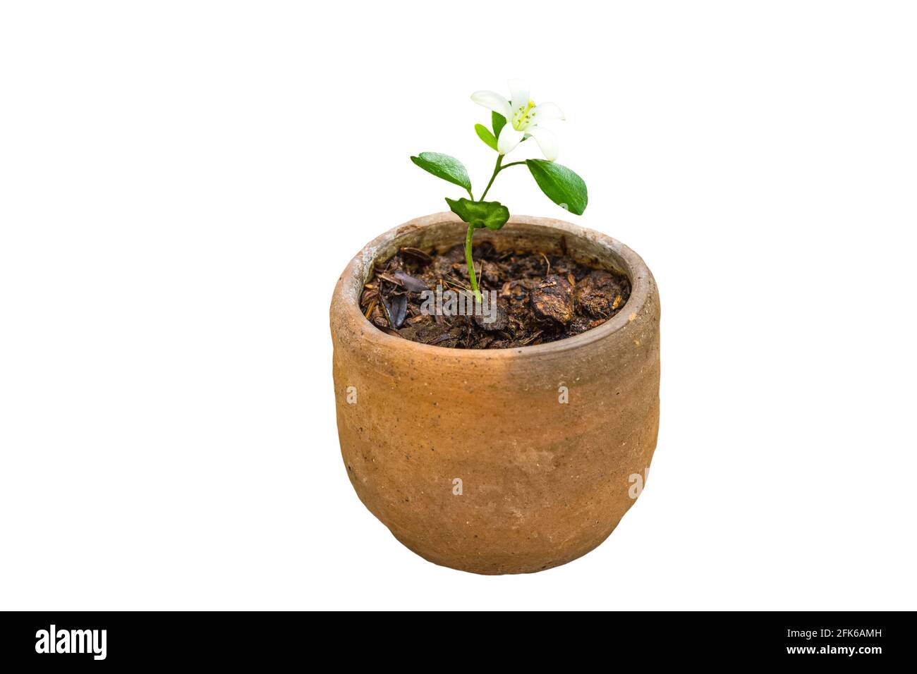 Close up seedling plant of Orange Jessamine (Murraya paniculata) or China Box Tree, Andaman Satinwood in pot on white background.Saved with clipping p Stock Photo