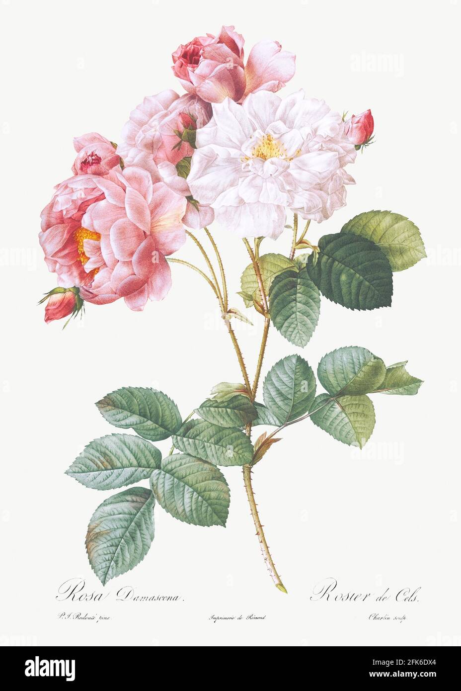 Rosa × damascena, Rosebush (Rosa damascena) from Les Roses (1817&ndash;1824) by Pierre-Joseph Redouté. Original from the Library of Congress. Digitall Stock Photo