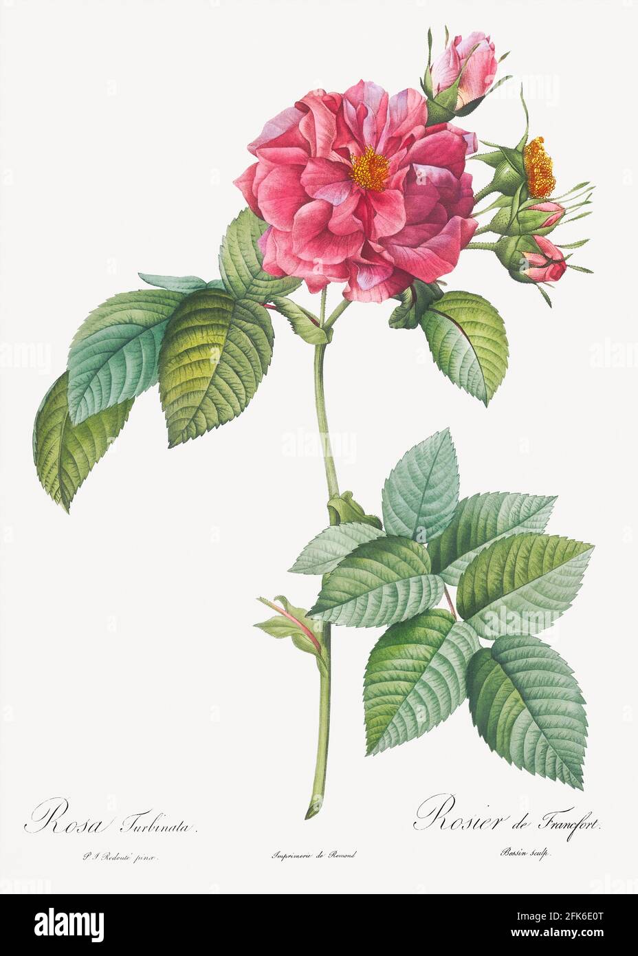 Rosa turbinata, also known as Rose of Frankfurt from Les Roses (1817&ndash;1824) by Pierre-Joseph Redouté. Original from the Library of Congress. Digi Stock Photo