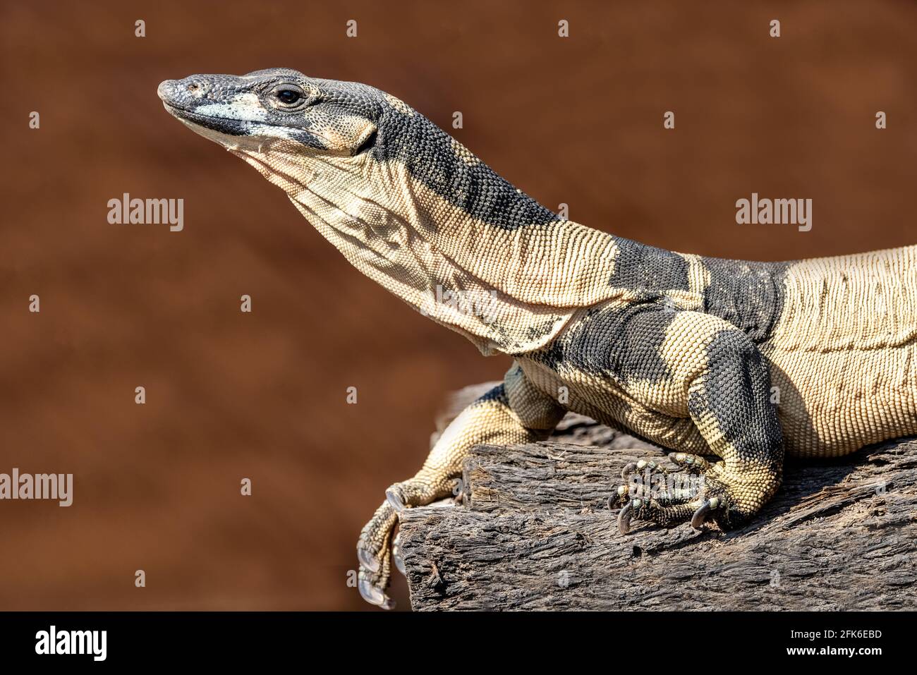Bell's Phase of Australian Lace Monitor Stock Photo Alamy